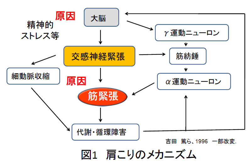 肩こりのメカニズム