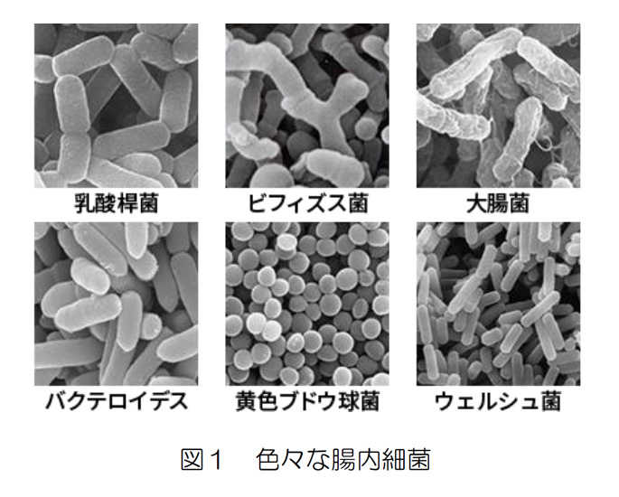 図１ 色々な腸内細菌