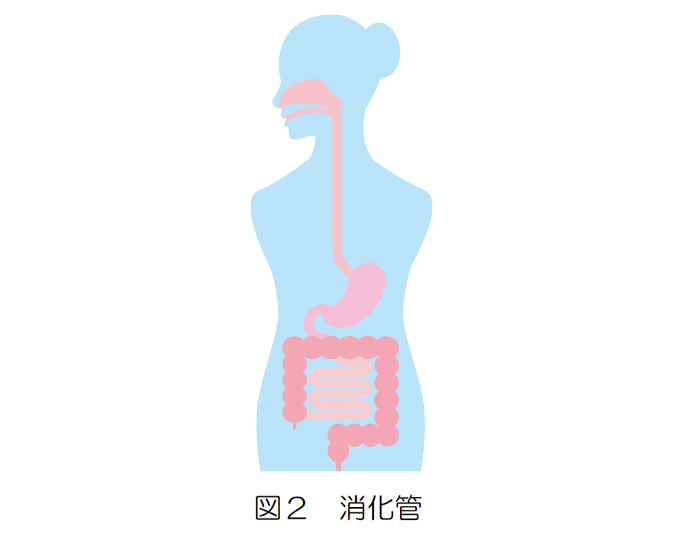  図２ 消化管