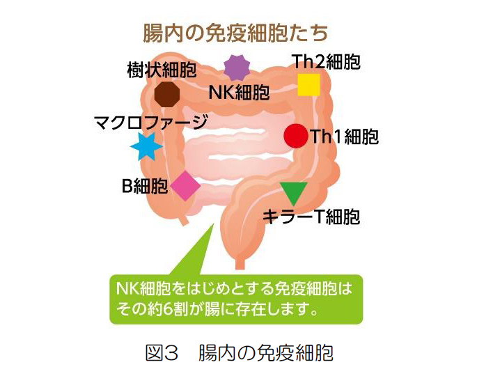 図3 腸内の免疫細胞