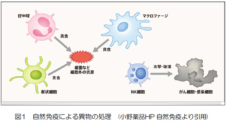 自然免疫による異物の処理