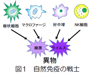 免疫の最前線で働く自然免疫