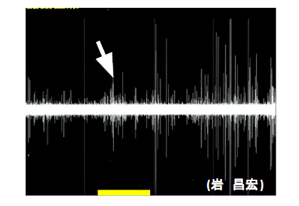 グル 音