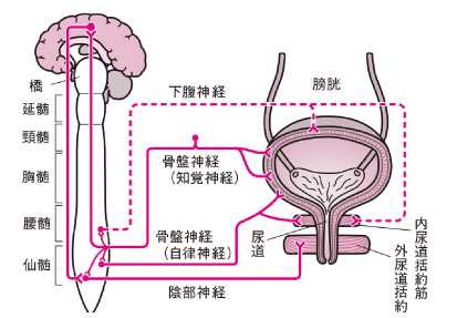 脳卒中やパーキンソン病等