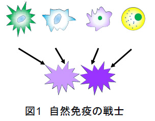 図1　自然免疫の戦士